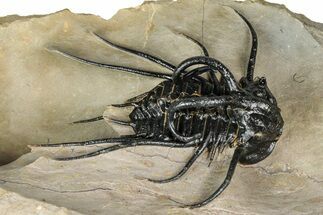 Crazy, Spiny Dicranurus Trilobite - Atchana, Morocco #344462