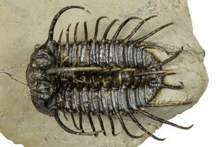 Spiny Koneprusia Trilobite - Foum Zguid, Morocco #344463