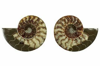 Cut & Polished, Agatized Ammonite Fossil - Madagascar #344472