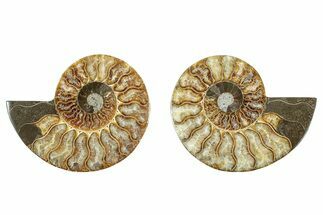 Cut & Polished, Agatized Ammonite Fossil - Madagascar #344476