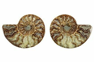 Cut & Polished, Agatized Ammonite Fossil - Madagascar #344477