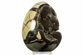 Septarian Dragon Egg Geode - Sparkly Black Crystals #344441