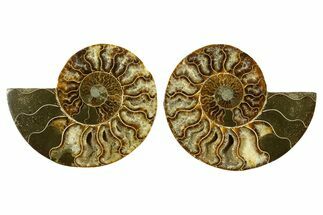 Cut & Polished, Agatized Ammonite Fossil - Madagascar #344488