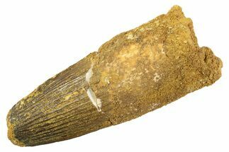 Fossil Spinosaurus Tooth - Feeding Worn Tip #344513