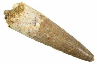 Fossil Spinosaurus Tooth - Real Dinosaur Tooth #344516