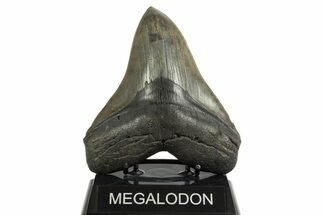 Serrated, Fossil Megalodon Tooth - South Carolina #344554