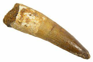 Fossil Spinosaurus Tooth - Real Dinosaur Tooth #344519