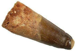 Fossil Spinosaurus Tooth - Feeding Worn Tip #344527