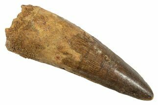 Fossil Spinosaurus Tooth - Real Dinosaur Tooth #344531