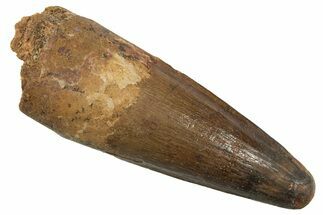 Fossil Spinosaurus Tooth - Real Dinosaur Tooth #344535