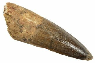 Fossil Spinosaurus Tooth - Real Dinosaur Tooth #344543