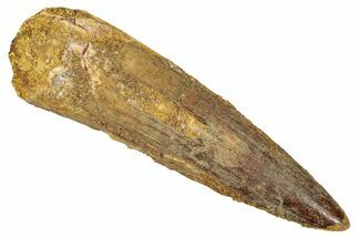 Fossil Spinosaurus Tooth - Real Dinosaur Tooth #344382