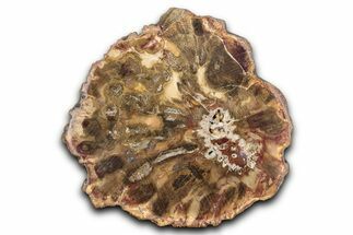 Colorful Petrified Wood Slab - Weird Grain Patterns #344643