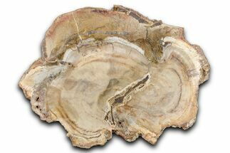 Beautiful Petrified Wood (Araucaria) Slab - Madagascar #344646