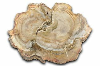 Beautiful Petrified Wood (Araucaria) Slab - Madagascar #344658