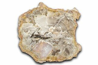 Polished Petrified Wood (Araucaria) Round - Madagascar #344660