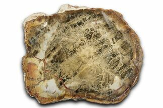 Polished Petrified Wood Slab - Weird Grain Patterns #344662