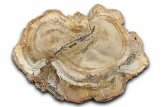 Beautiful Petrified Wood (Araucaria) Slab - Madagascar #344670