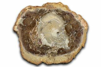 Polished Petrified Wood (Araucaria) Round - Madagascar #344676