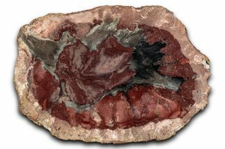 Beautiful Petrified Wood (Araucaria) Slab - Madagascar #344681