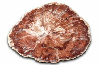 Polished Petrified Wood (Araucaria) Round - Madagascar #344699
