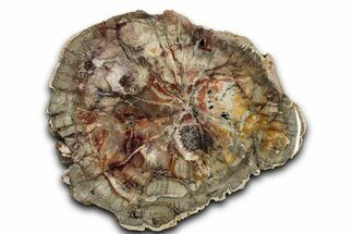 Polished Petrified Wood (Araucaria) Round - Madagascar #344714