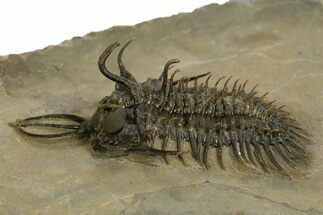 Short-Fork Walliserops Hammi Trilobite With Morocops #344580