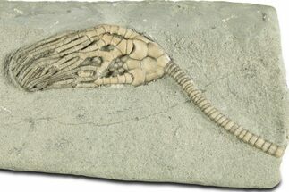 Fossil Crinoid (Cyathocrinites) - Crawfordsville, Indiana #344766