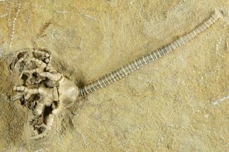 Fossil Crinoid (Barycrinus) - Crawfordsville, Indiana #344775