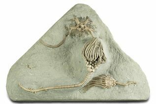 Echinoderm Fossils For Sale