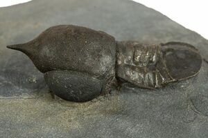 Bright Orange Declivolithus Trilobite - Very Inflated (#23932) For