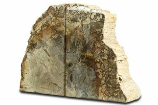 Tall Colorful Petrified Wood Bookends - Madagascar #344703
