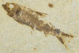 Detailed Fossil Fish (Knightia) - Wyoming #344730