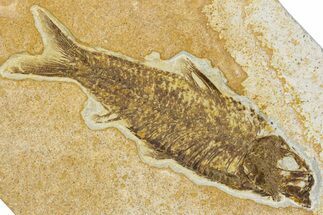 Detailed Fossil Fish (Knightia) - Wyoming #344731