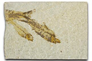 Plate of Two Fossil Fish (Knightia) - Wyoming #344740