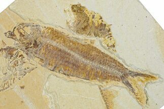 Plate of Two Fossil Fish (Diplomystus & Knightia) - Wyoming #344747