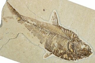 Bargain, Fossil Fish (Diplomystus) - Wyoming #344795