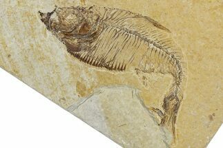 Bargain, Fossil Fish (Diplomystus) - Wyoming #344797