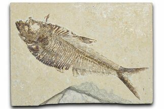 Detailed Fossil Fish (Diplomystus) - Wyoming #344799