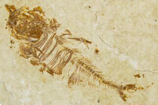Juvenile Fossil Fish (Diplomystus) - Wyoming #344804