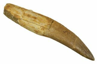 Fossil Plesiosaur (Zarafasaura) Tooth With Root #344875
