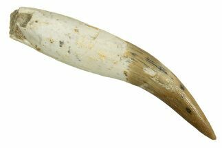 Fossil Plesiosaur (Zarafasaura) Tooth With Root #344878