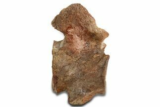 Fossil Plesiosaur (Thililua?) Cervical Vertebra - Asfla, Morocco #344922