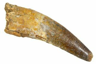 Fossil Spinosaurus Tooth - Real Dinosaur Tooth #344551