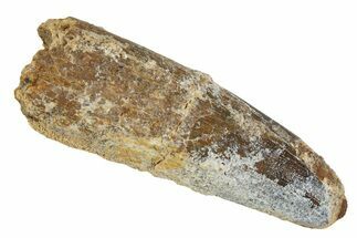 Fossil Spinosaurus Tooth - Feeding Worn Tip #344574