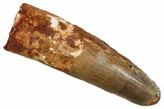 Fossil Spinosaurus Tooth - Feeding Worn Tip #344865