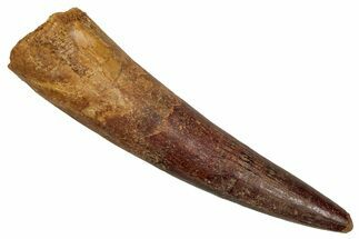 Fossil Spinosaurus Tooth - Real Dinosaur Tooth #344905