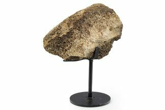 Fossil Hadrosaur Vertebra Section w/ Metal Stand - South Dakota #339919