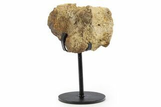 Fossil Hadrosaur Vertebra Section w/ Metal Stand - South Dakota #339920
