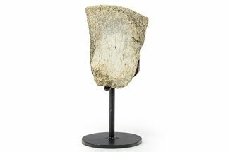 Fossil Hadrosaur Vertebra Section w/ Metal Stand - South Dakota #339921